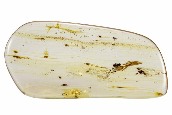 Polished Colombian Copal ( g) - Contains Spider! #264168